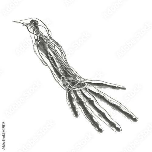 "Arm Xray" Stock photo and royaltyfree images on Pic