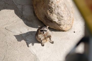 raccoon © masteraz