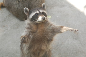 raccoon