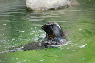 Fototapeta premium seacat