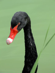 Fototapeta premium Black swan