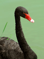 Obraz premium Black swan