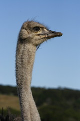 Ostrich with a few leaves