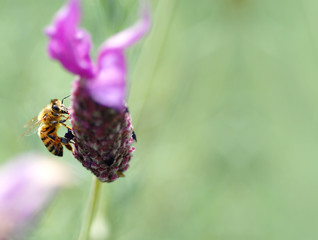 Honey Bee, on tufted vetch (Vicia cracca)