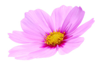 pink flower on white background
