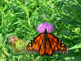 Monarch butterfly