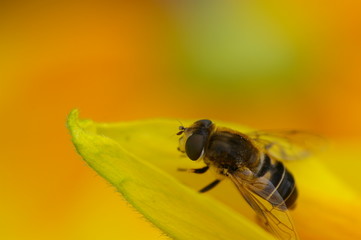 Abeille sur fleur jaune