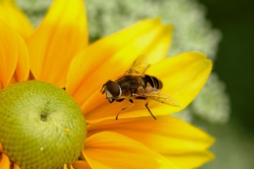 Abeille qui butine