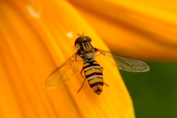 Abeille sur fleur jaune