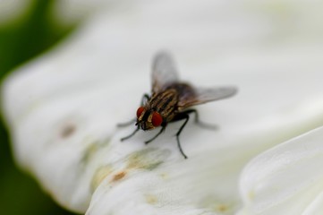 Mouche aux yeux rouge