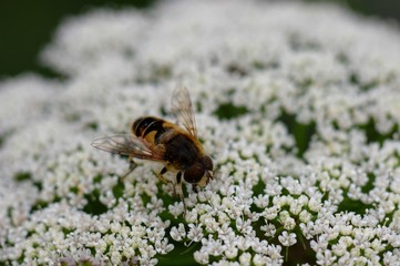 Abeille qui butine