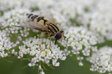 Abeille qui butine