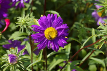 Fototapeta premium Fleur Violette
