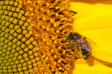 Sunflower with a bee