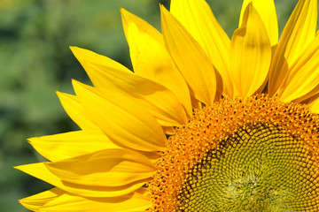 Sunflower detail