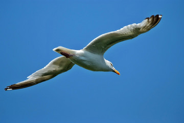 Flying seagull