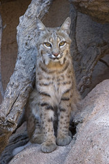 Bobcat