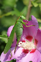Locust (Tettigonia viridissima)