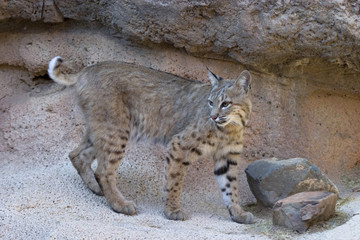 Fototapeta premium Bobcat