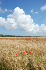 champ de ble et coquelicots
