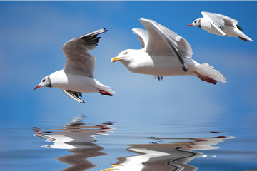 Seagulls and reflection