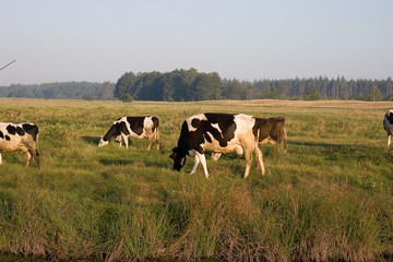 Cow