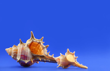 Obraz na płótnie Canvas seashells with blue background