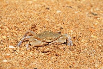 little crab on sand