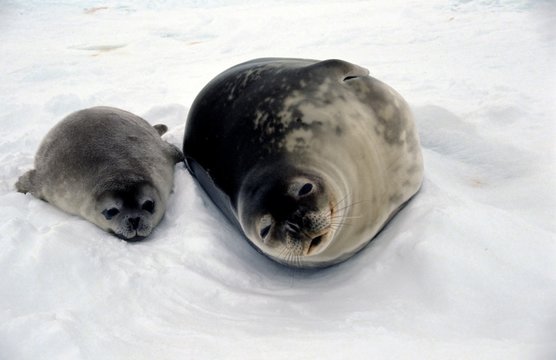 Maman et bébé phoque de weddell