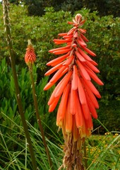 Orange Flower Spire