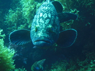 Fototapeta premium Mero en Columbretes Illes