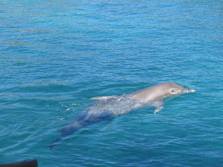 Delfines en Cancun