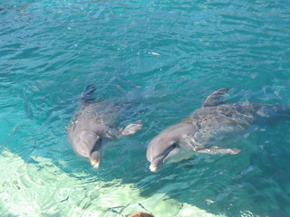 Delfines en Cancun © Mr.Papeete