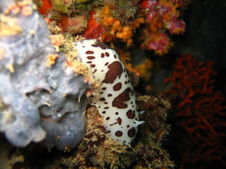 Vaquita suiza en Benidorm