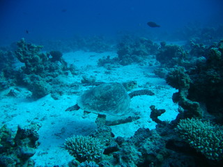 Tortuga Mar Rojo 1