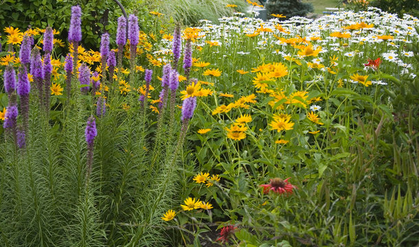 Summer Garden