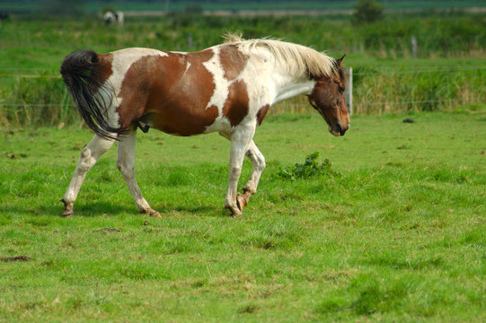 Scheckiges Pferd l&auml;uft &uuml;ber eine Wiese