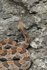Timber Rattlesnake