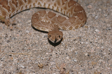 Crotalus ruber