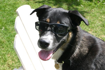 Dog with sunglasses