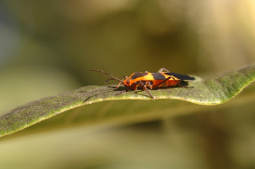 Colorful Insect