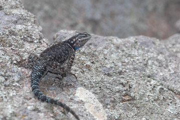 Sceloporus