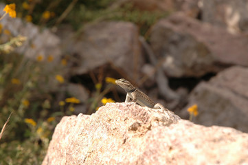 Twin-spotted Spiny Lizard
