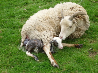 Birth of Soay Lamb on Easter Sunday