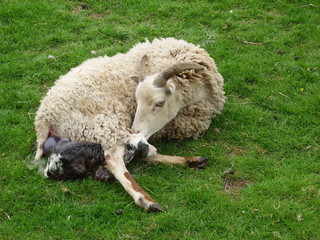 Birth of Soay Lamb on Easter Sunday