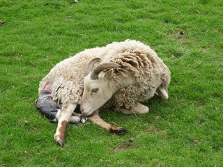 Birth of Soay Lamb on Easter Sunday