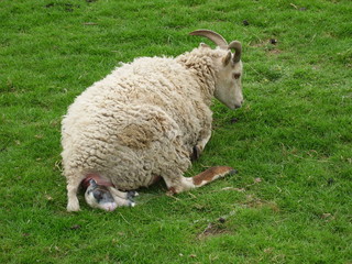 Birth of Soay Lamb on Easter Sunday