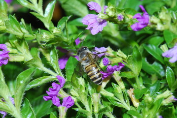 bee and flower in the gardens