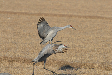 Crane Dance