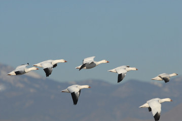 Snow Geese Flight